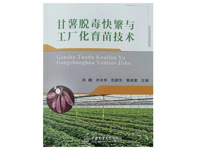 甘薯脱毒快繁与工厂化育苗技术